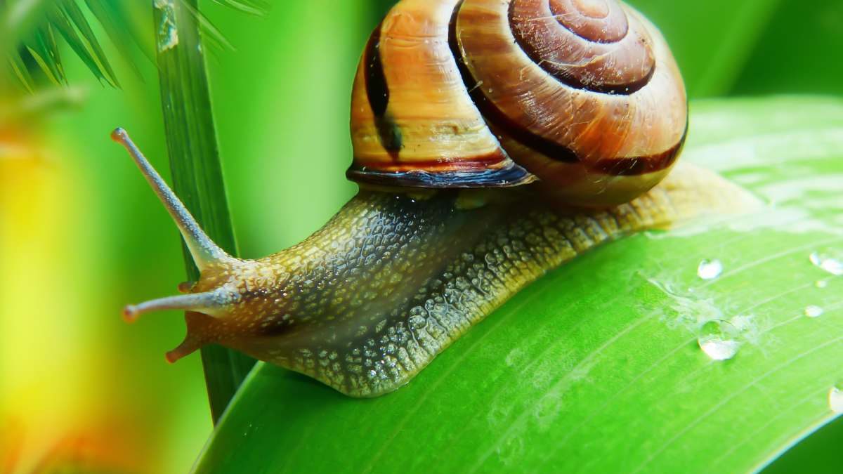 Snail Mucin SPF Manufacturer