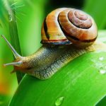 Snail Mucin SPF Manufacturer Snail Mucin SPF Manufacturer
