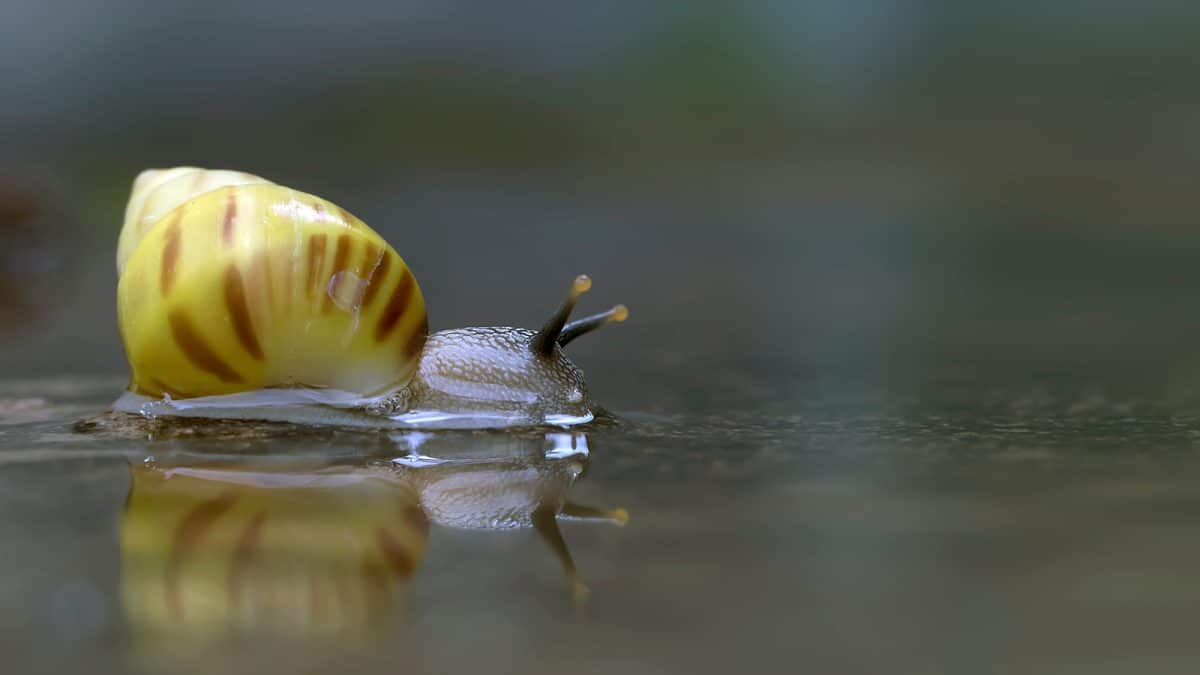Snail Mucin Serum Manufacturer
