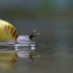 Snail Mucin Serum Manufacturer